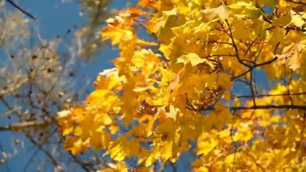 Jesienny Klon Liście Przed Błękitnym Niebem Parku Widok Bliska Zwolniony Klip Wideo