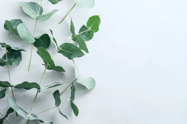 Eucalyptus Plant Branches Stone Table Flat Lay Top View Copy — Stock Photo, Image