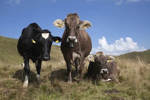 Three Swiss cows on the grass — Stock Photo, Image