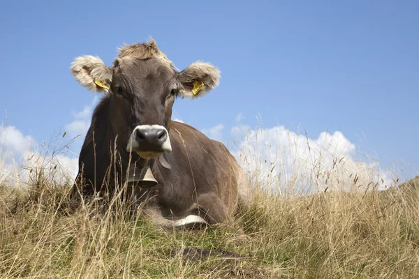 Swiss cow lying on the grass — Stock Photo, Image