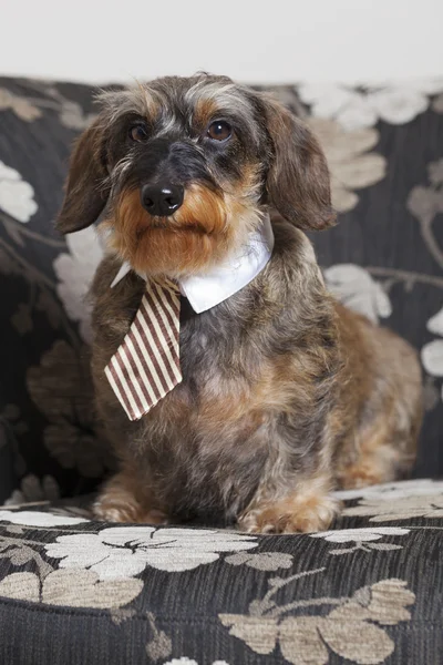 可爱的小猎犬与领带 — 图库照片
