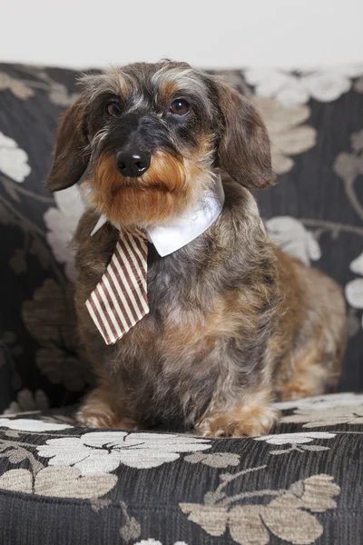 Kravat ile şirin dachshund Stok Fotoğraf