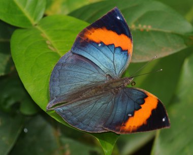 Tay. kelebeklerin - 8