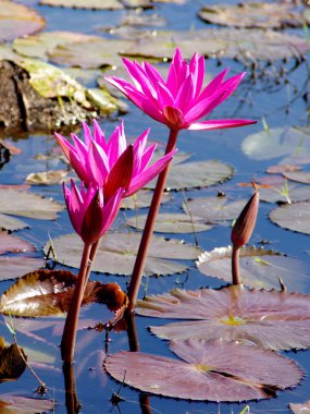 Lily 2
