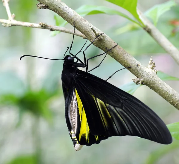 Thai butterflies - 6 — Stock Photo, Image