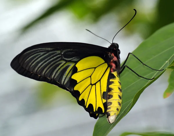 Тайские бабочки - 5 — стоковое фото