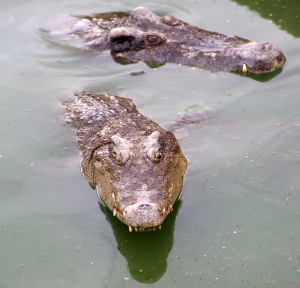 Crocodiles from Cambodia 1 — Stock Photo, Image