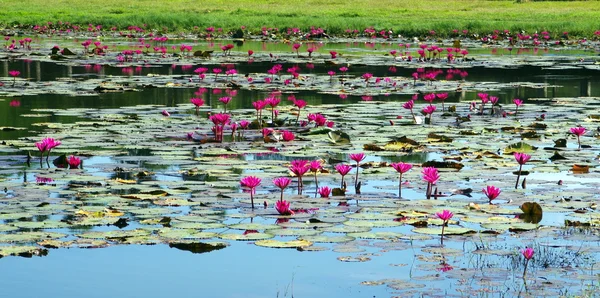 Lírio do lago — Fotografia de Stock