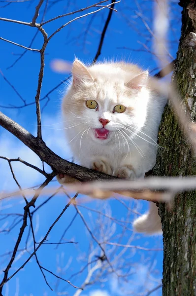 Кішка дерево Стокове Фото