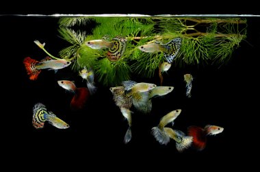 balık guppy evcil hayvanı siyah arkaplanda izole