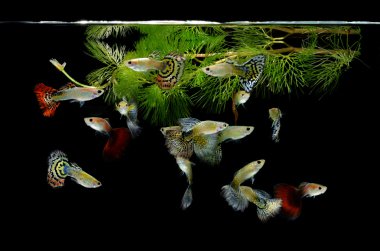 Fish guppy pet isolated on black background clipart