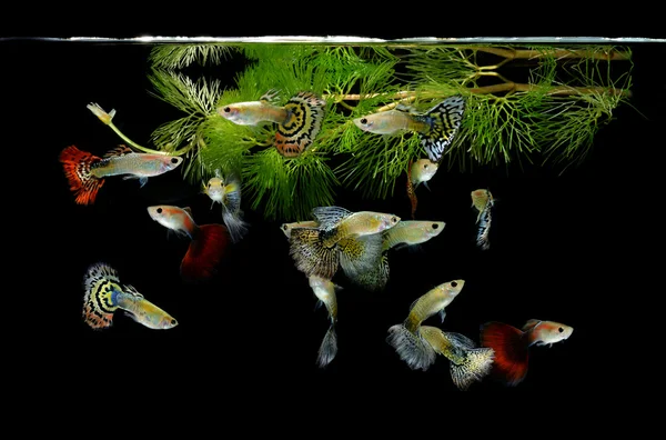balık guppy evcil hayvanı siyah arkaplanda izole