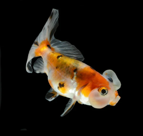 Goldfish isolated on black background — Stock Photo, Image