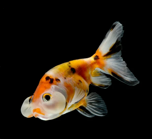 Bubble ballong guldfisk isolerad på svart bakgrund — Stockfoto