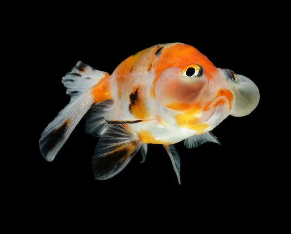 Bolha balão goldfish isolado no fundo preto — Fotografia de Stock