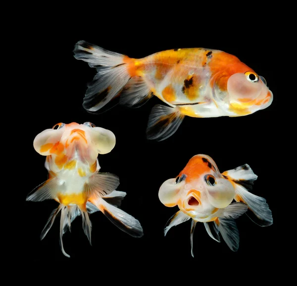 Globo de burbujas peces de colores aislados sobre fondo negro —  Fotos de Stock