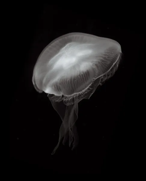 Медузы на черном фоне — стоковое фото