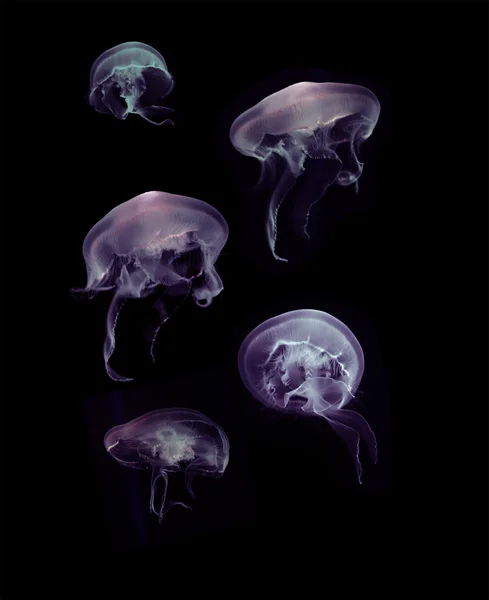 Jellyfish on black background — Stock Photo, Image