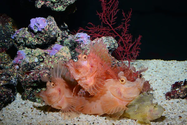 Scorpionfish rhinocéros, poissons de récif, poissons marins — Photo