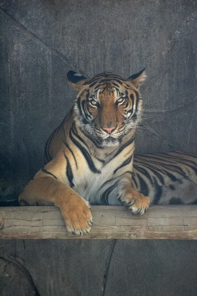 Asijský tygr na skále s prostorem vzhůru — Stock fotografie