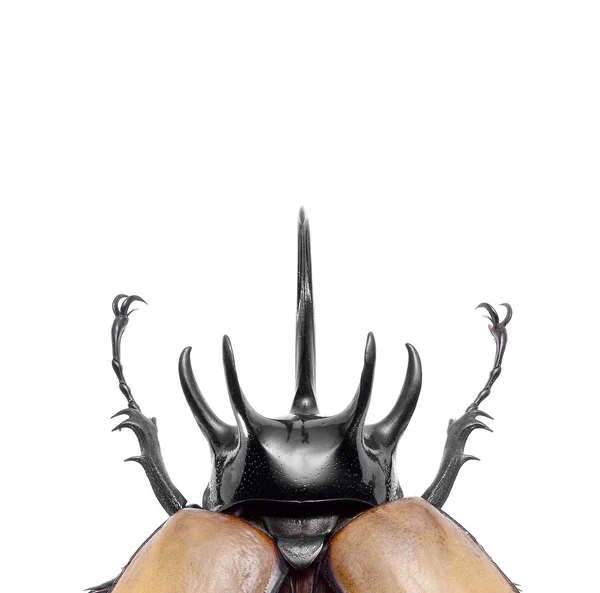 Rhino カブトムシ、白で隔離される eupatorus ハイイロヒョウタンゾウムシ カブトムシ — ストック写真