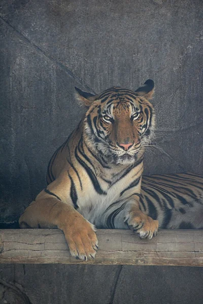 Asian tiger on rock with space upside — Stock Photo, Image