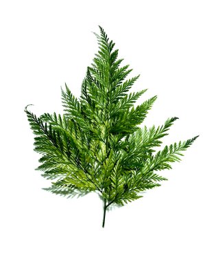 Eğreltiotu yaprağı beyaz arkaplanda izole