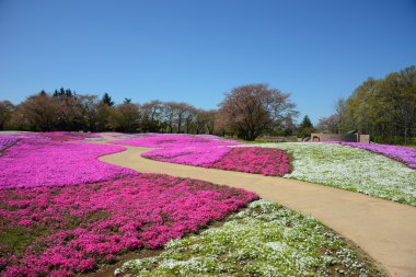manzara Pembe çiçek, pembe moss, shibazakura