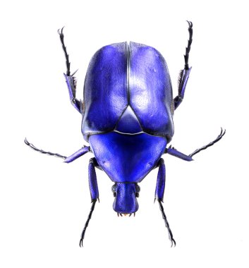 Takı beetle, beyaz zemin üzerine izole torynorrhina flammea
