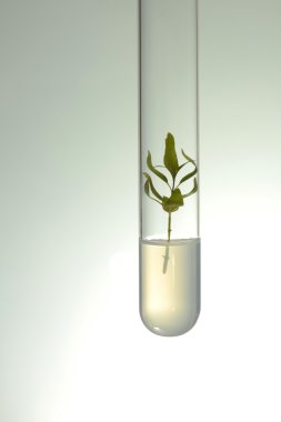 Small plants germinate in test tube, Genetically Modified Organisms clipart