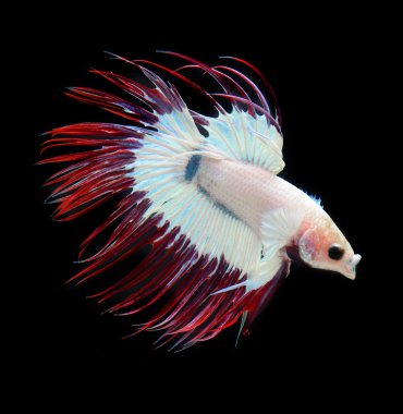 Siyam mücadele balık, siyah arka plan üzerinde daha iyi balık