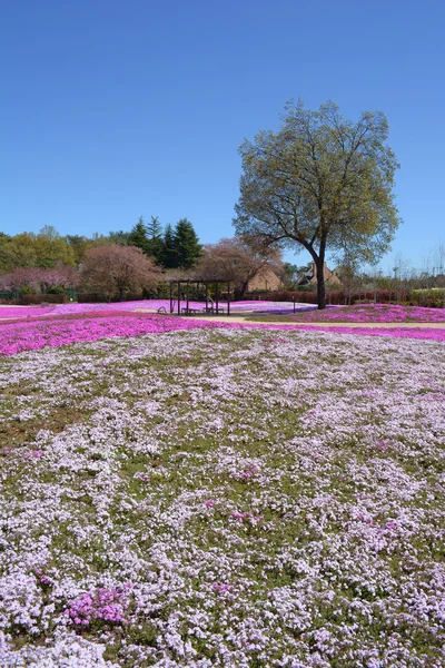 Landscape with pink flowers, pink moss, shibazakura — Stock Photo, Image