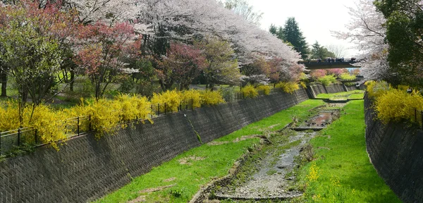 Primavera parque vista paisaje con sakura, japón — Foto de Stock