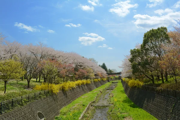 春天的公园观风景与樱花日本 — 图库照片