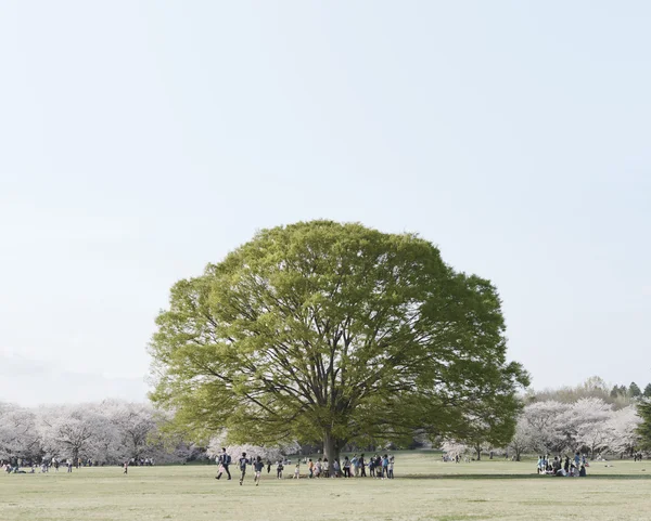 Tree in park. many people — Stock Photo, Image