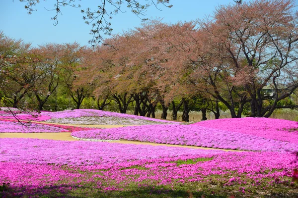 风景与粉红色花、 粉红青苔、 shibazakura — 图库照片