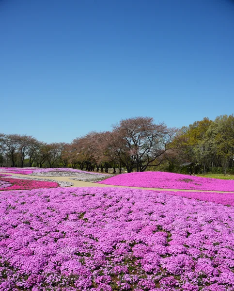 风景与粉红色花、 粉红青苔、 shibazakura — 图库照片