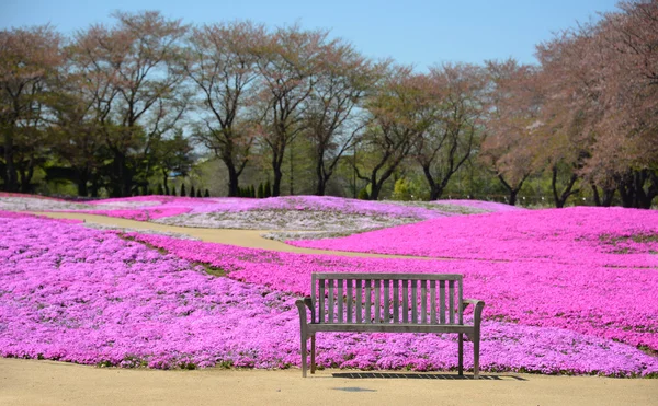 风景与粉红色花、 粉红青苔、 shibazakura — 图库照片