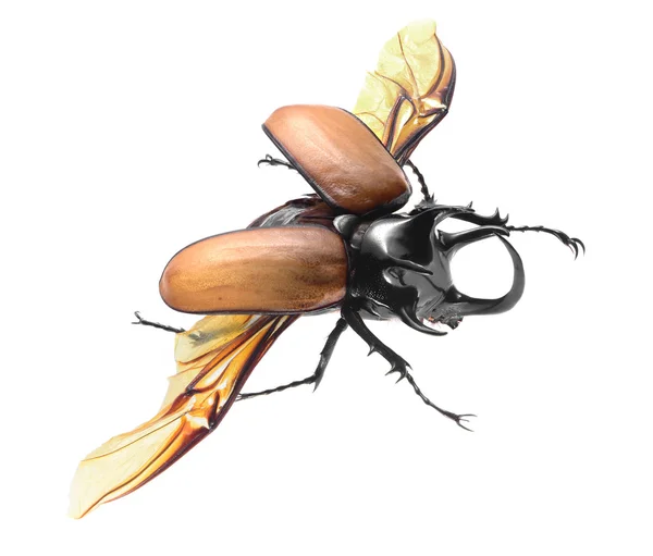 5-rogaty nosorożec beetle, eupatorus gracilicornis chrząszcz na białym tle — Zdjęcie stockowe