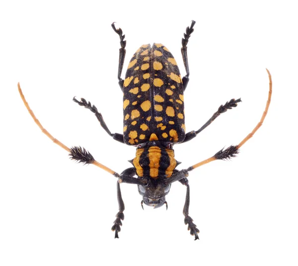 常见一束轴承 longhorn 甲虫、 碎斑逼近、 孤立在白色背景上的天牛科 — 图库照片