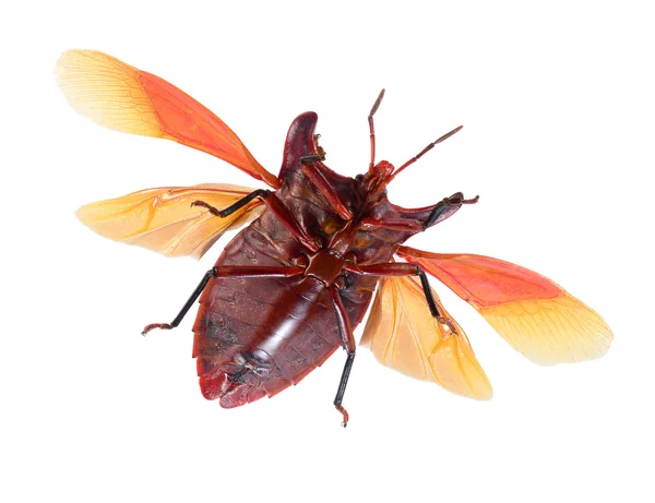 Bug aislado sobre fondo blanco, eurypleura bicornis —  Fotos de Stock