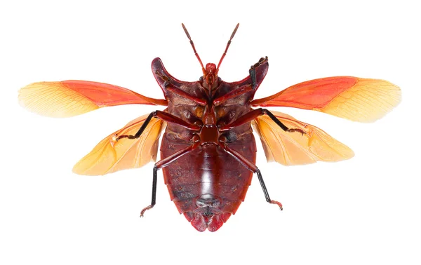 Bug isolado no fundo branco, eurypleura bicornis — Fotografia de Stock