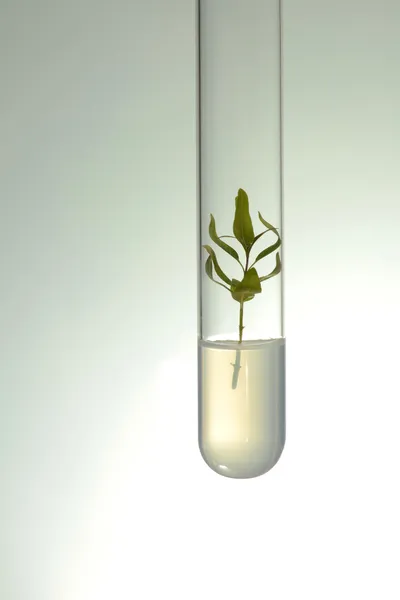 Small plants germinate in test tube, Genetically Modified Organisms — Stock Photo, Image