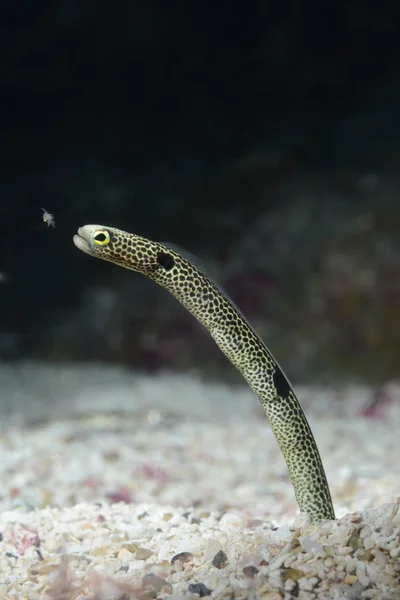 Garden eel eating plankton on sea base — Stock Photo, Image