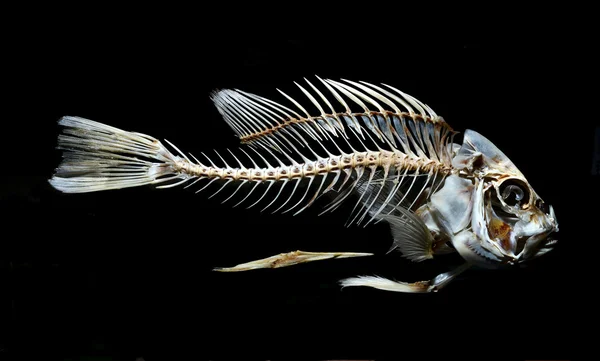 Hueso esqueleto de pescado aislado sobre fondo negro —  Fotos de Stock