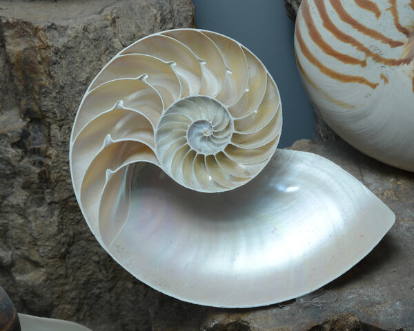 Stock photograph of a Half Shell Nautilus pompilius