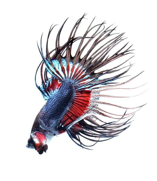 Pesce betta in azione, siamese fighting fish, isolato su sfondo bianco — Foto Stock