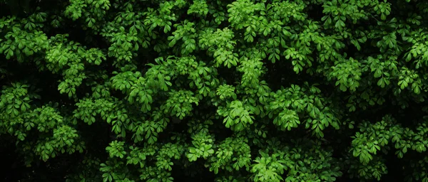 Natural green bush texture — Stock Photo, Image