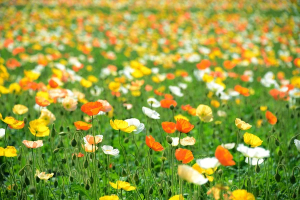 Poppy flower field in spring Royalty Free Stock Images