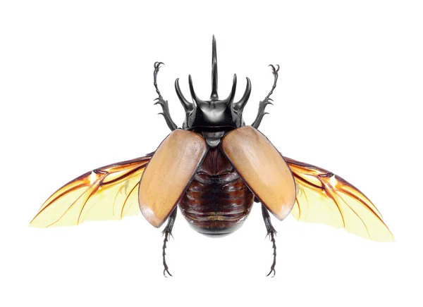 Beyaz izole eupatorus gracilicornis 5-boynuzlu gergedan böceği böcek Stok Resim